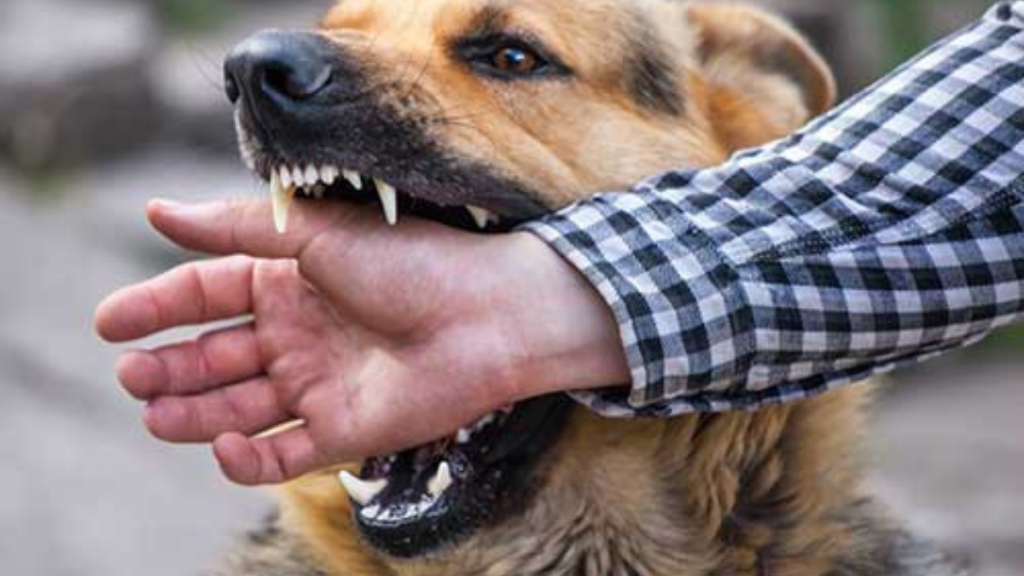 morsure de chien indemnisation avocat