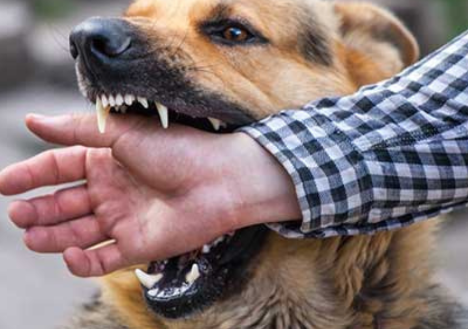 morsure de chien indemnisation avocat